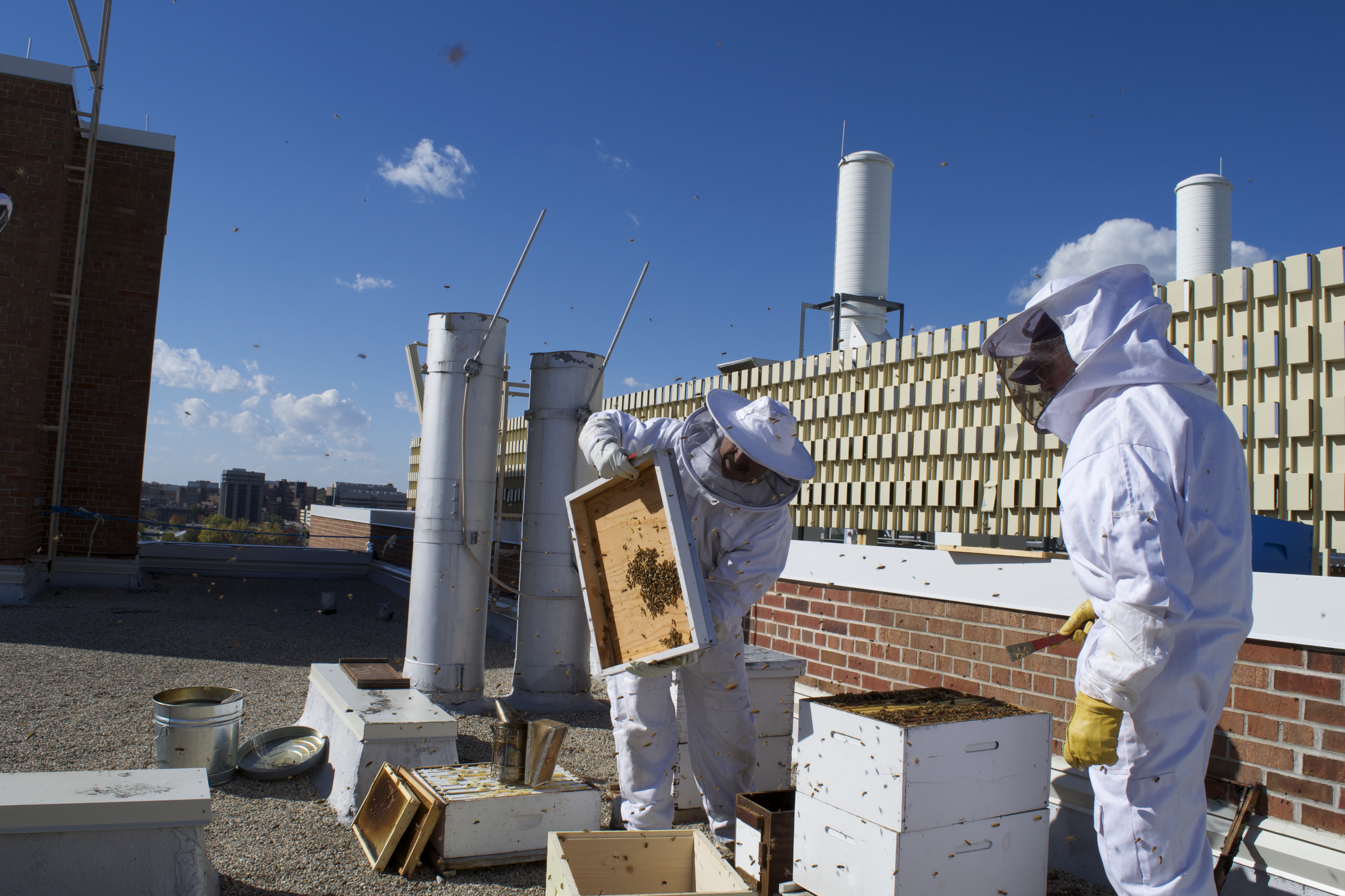 Beekeepers at the University of Wisconsin-Madison work on their hives on top of Russell Laboratories. Photo by Claire Raddatz