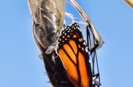 Photo by Sid Mosdell