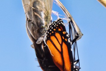 Photo by Sid Mosdell