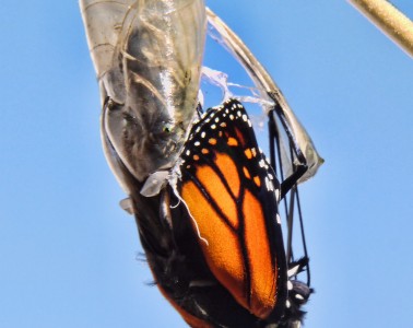 Photo by Sid Mosdell