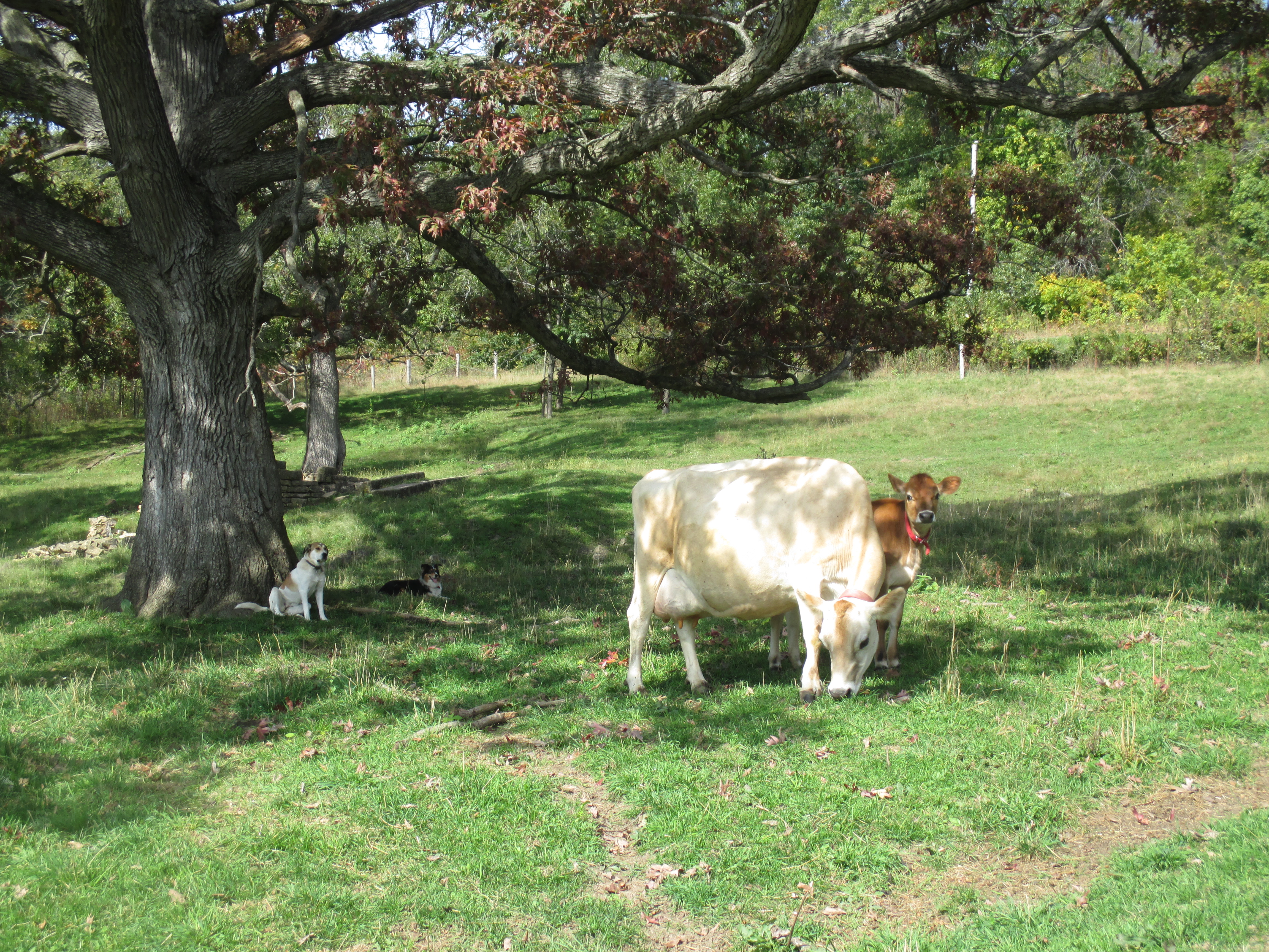 Nelle the Jersey cow, her calf Juniper and the two farm dogs Marley and Attica rest under an old Oak in the pasture. Photo by Becca Radix