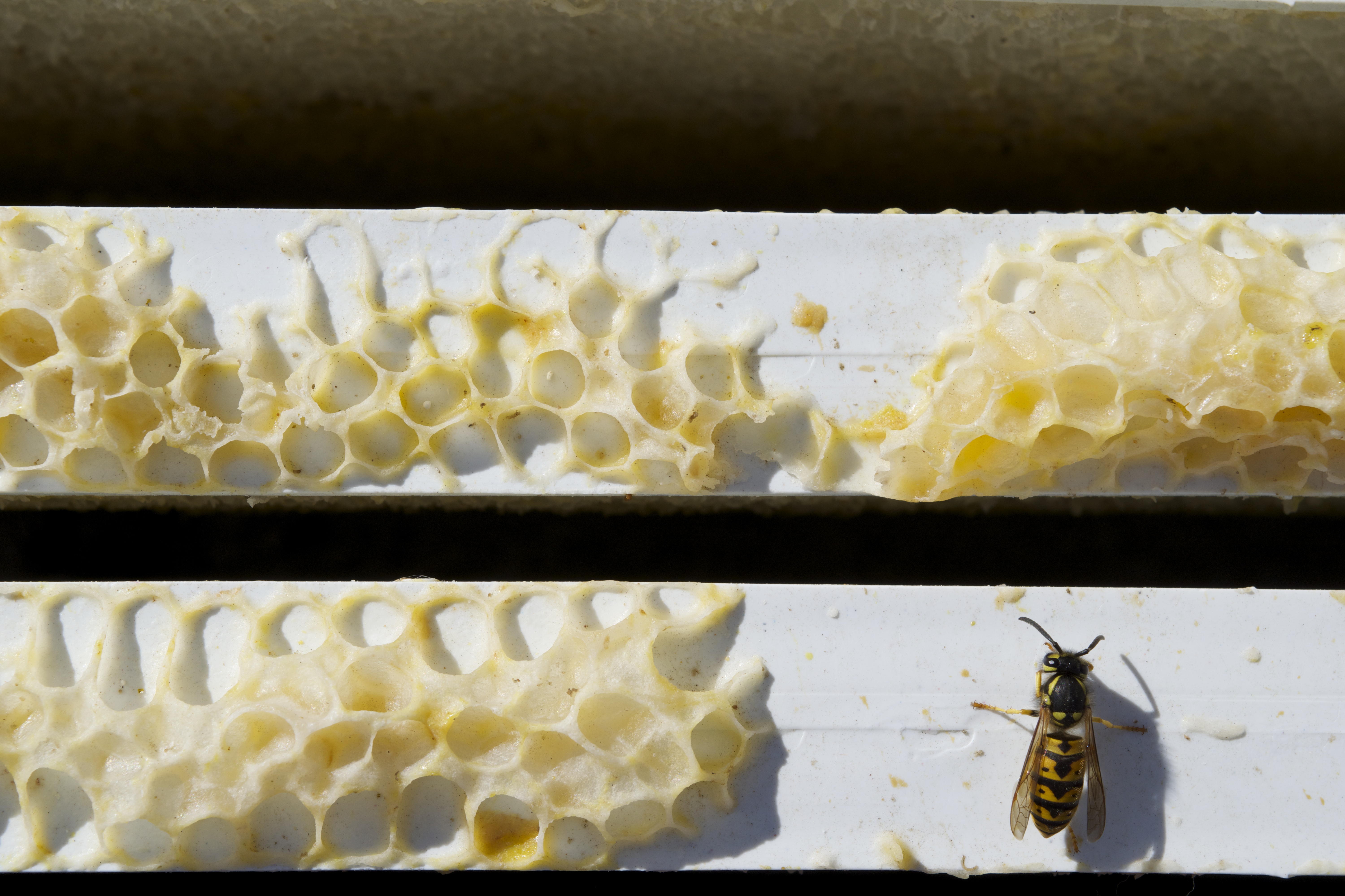 A bee finds its home in the Russell Laboratory rooftop hives. Photo by Claire Raddatz