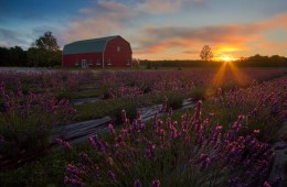 lavender farm summer