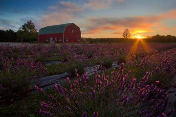 lavender farm summer